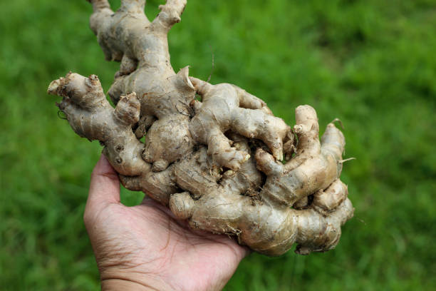 istock A man holding a fresh ginger or Zingiber officinale 1322684569