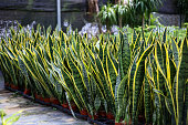 Snake plant, Sansevieria Trifasciata, mother-in-laws tongue