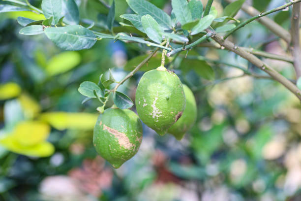 istock Green lemon fruits on the tree 1322684631