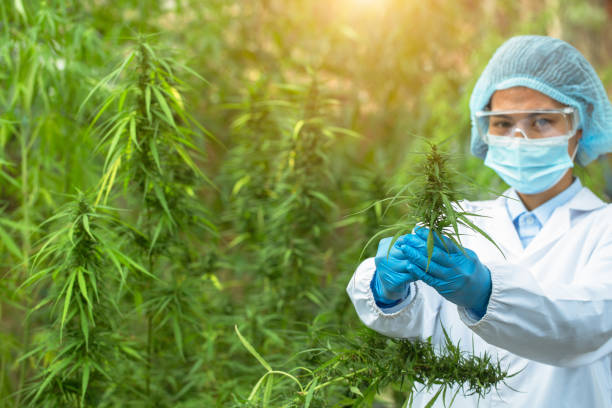 istock Female scientist checking and researched cannabis plants. marijuana  alternative herbal medicine concept. 1322685644