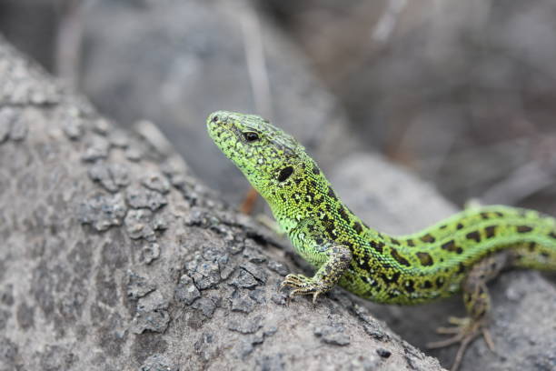 istock green lizard basking in the sun on a gray tarp 1322685964