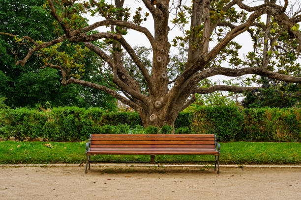istock Bench to sit in public park with large magnolia tree to the rear. 1322686064