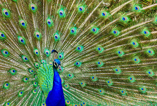 Peacock with its tail open showing vivid colors in a symmetrical arrangement. Aranjuez.
