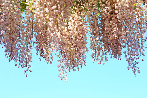 istock Pink wisteria flowers 1322687180