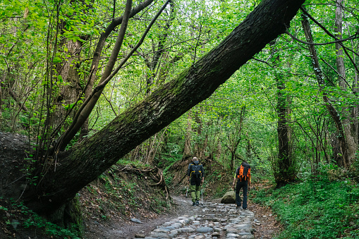 hikers walk on a path in the forest