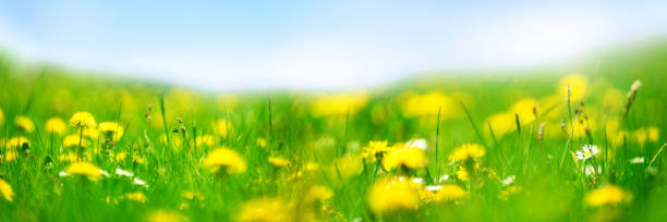 istock Banner 3:1. Field with yellow dandelions against blue sky and sun beams. Spring background. Soft focus 1322687732