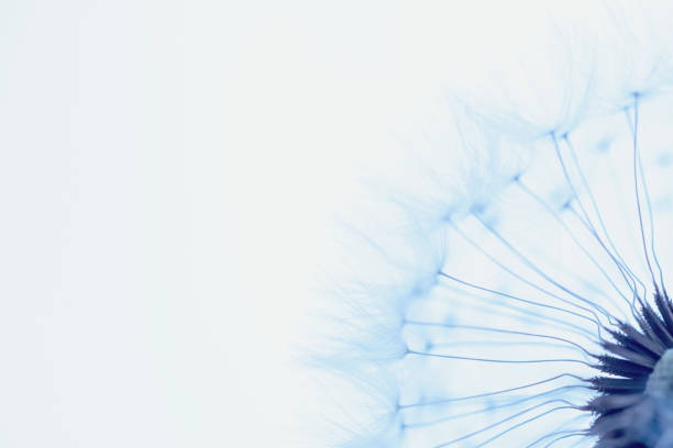 istock White blowball dandelion on blue background. Macro. Soft focus 1322687780