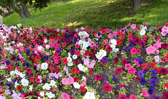 Colorful garden petunias, growing in a flowerbed along a tree lawn.