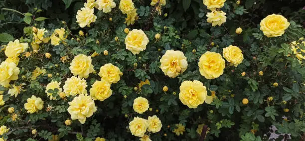 Luxuriant, yellow rose shrub.