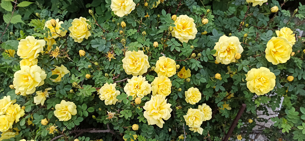 Fragrant, yellow Persiana rose bush.