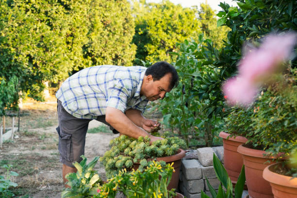 istock Mature man taking care of plants at backyard 1322688564