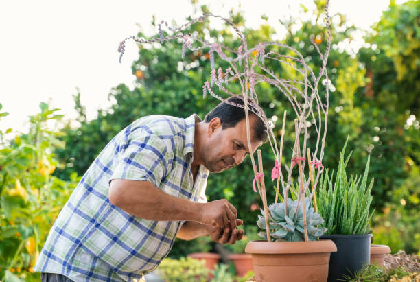 istock Mature man taking care of plants at backyard 1322688575