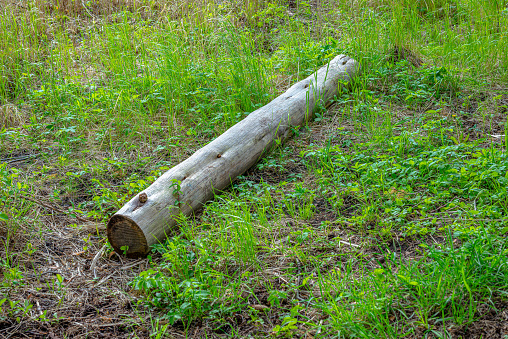 Old log in the woods