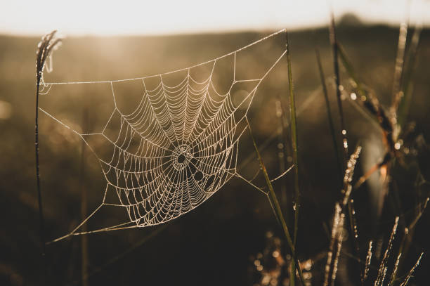 istock Spider web with dew hanging on the grass in the morning. 1322689930