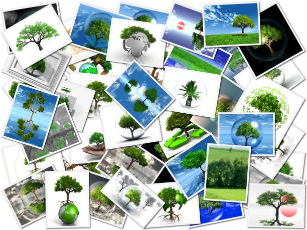 the pictures of my trees