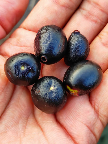 istock Indian Jambolan Fruits (Jumun of Jabun Fruits) 1322690022