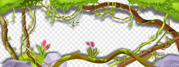 ilustraciones, imágenes clip art, dibujos animados e iconos de stock de jungle liana vector green frame, tropical vine branch illustration on transparent background. - ivy vine leaf frame