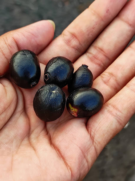 istock Indian Jambolan Fruits (Jumun of Jabun Fruits) 1322690152