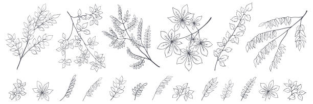 흰색에 있는 나뭇가지 검정 윤곽 스케치 세트 - chestnut tree leaf tree white background stock illustrations