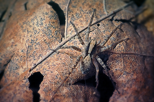 Pardosa Lugubris Lycosidae Wolf Spider. Digitally Enhanced Photograph.