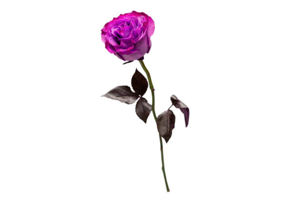 istock Purple rose isolated on a white background. 1322690656