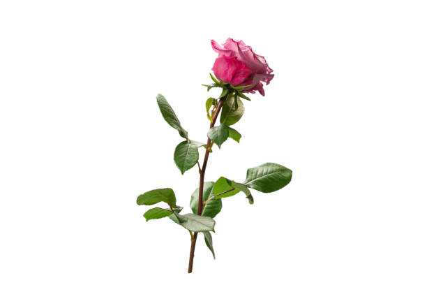 istock Pink rose isolated on white background. 1322690670