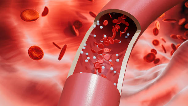 Red blood cells and white blood cells flow through the large blood vessels. State of vascular circulation. 3d render. Red blood cells and white blood cells flow through the large blood vessels. State of vascular circulation. 3d render. blood vessel stock pictures, royalty-free photos & images
