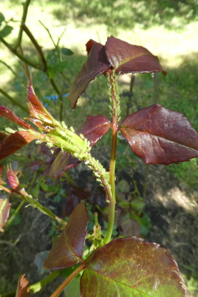 istock young rose growth overgrown with green aphids 1322690932