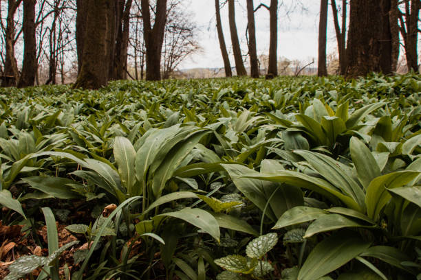 erba marina verde allium ursinum, nota come aglio selvatico, cowleek selvatico, ramsons, buckrams intorno al fiume odra nella boemia orientale nell'europa centrale. bosco umido. risveglio dall'ibernazione - herbal medicine nature ramson garlic foto e immagini stock