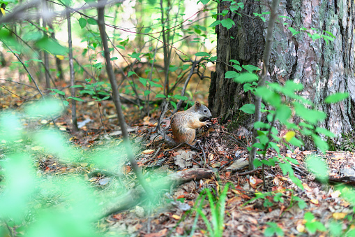 Squirrel sits on the ground in the forest in summer at daytime