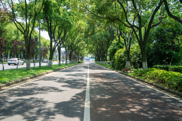 los frondosos árboles y carreteras al aire libre - boulevard fotografías e imágenes de stock