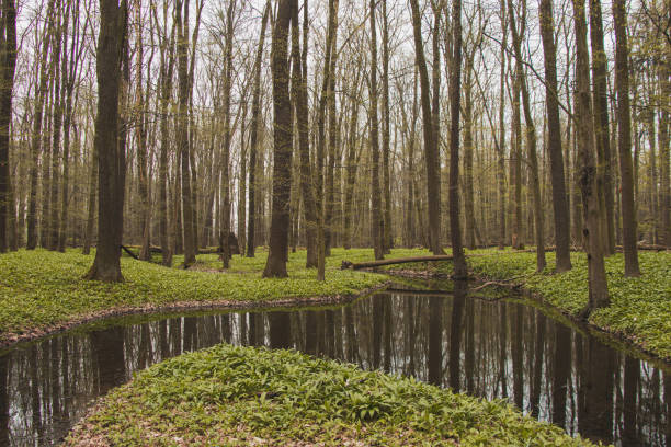 natura incontaminata intorno al fiume odra nella repubblica ceca. la curva del fiume circondata da un mare verde di erbe sane allium ursinum o cowleek selvatico, ramsons - herbal medicine nature ramson garlic foto e immagini stock