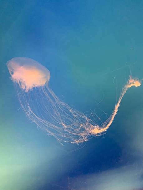 meduza - white spotted jellyfish obrazy zdjęcia i obrazy z banku zdjęć