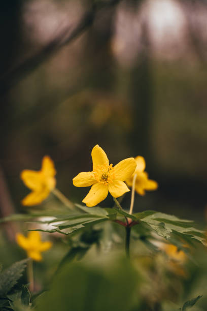 ボヘミア東部のオドラ川地域で絶滅の危機に瀕しているアネモノイドのラナンキュロイドの美しい黄色の花。沼地環境。色で遊ぶ。クローズアップイエローウッドアネ - yellow wood anemone ストックフォトと画像