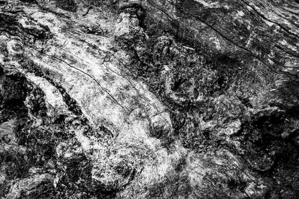 A close image of a dead tree showing the lines, contours and wrinkles of something that may technically be dead, but still appears very alive.