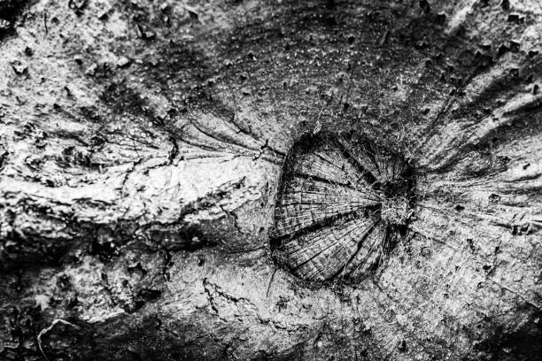 A close image of a dead tree showing the lines, contours and wrinkles of something that may technically be dead, but still appears very alive.