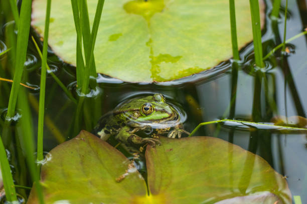 istock Frog looks out of Water 1322696028