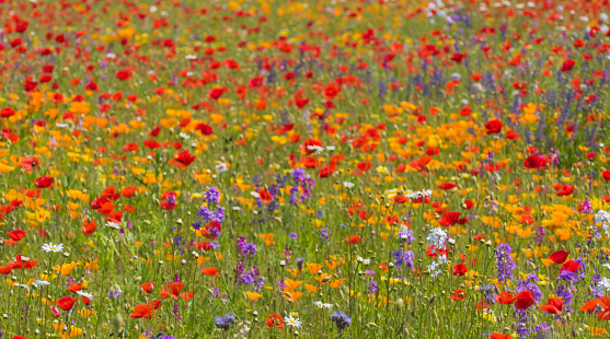 A field full of poppies on a spring day.