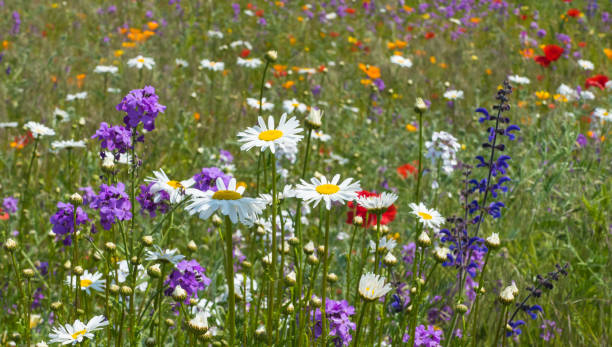 istock Meadow with many herbal Flowers 1322696176