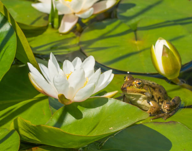 istock Frog looks to white Waterlily 1322696198
