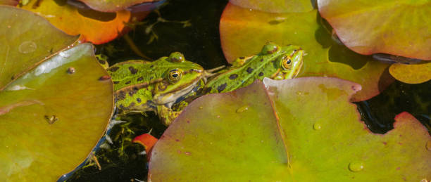 istock Panorama of two Frogs between Pond Leaves 1322696253