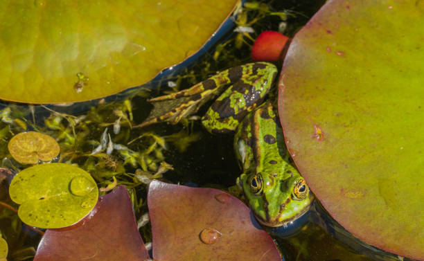 istock Frog under Pond Leaves in Water 1322696365