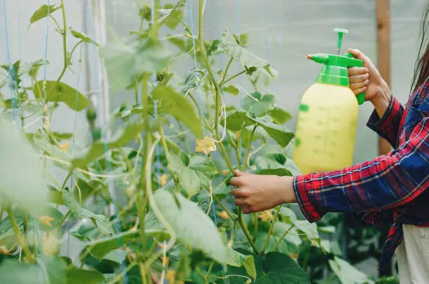 Woman works in a garden. Lady watering vegetables