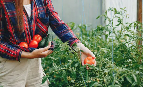 Woman works in a garden. Lady with a tomato and cucumbers