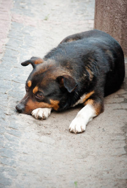 istock A stray dog is lying on the street 1322698054