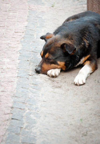 istock A stray dog is lying on the street 1322698055