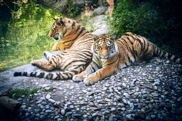 istock Royal bengal tiger cubs 1322698655