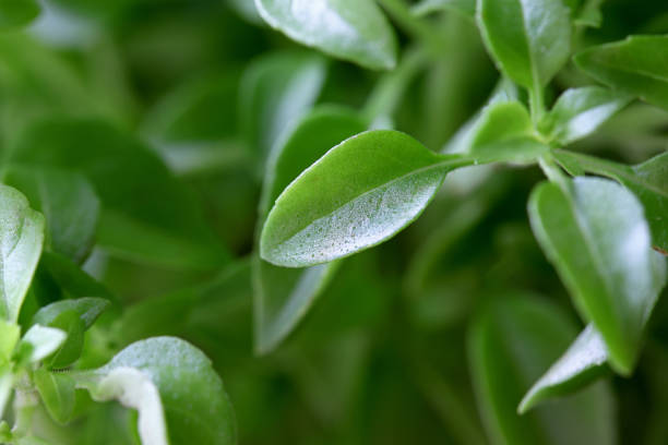 istock green leaves of basil plant 1322699005
