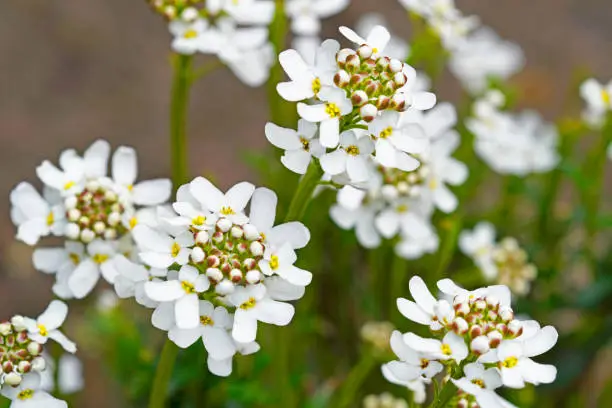 Photo of Close-up of white flowers of the evergreen candytuft. Hardy perennial in the garden. Iberis sempervirens