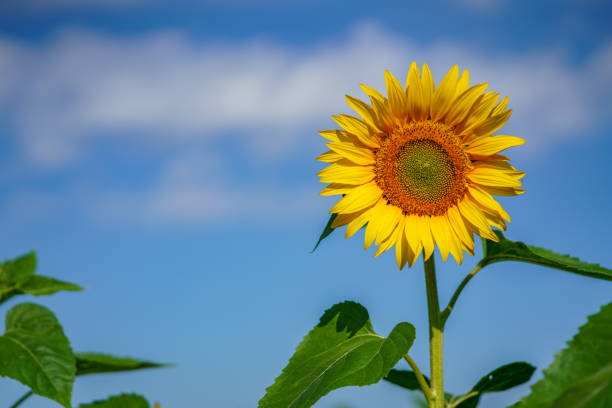 подсолнух - sunflower field single flower flower стоковые фото и изображения